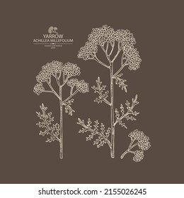 Background with yarrow: yarrow leaves and yarrow flowers. Achillea millefolium. Cosmetics and medical plant. Vector hand drawn illustration.