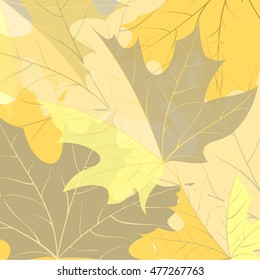 Background of yellow autumn maple leaves