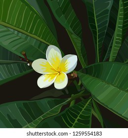 Background with yellow frangipani bunch. Plumeria flower blooming. Vector illustration, EPS 10