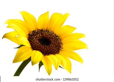 Background with yellow sunflower. Vector