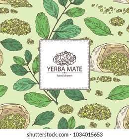 Background with yerba mate: mate branch and leaves. Vector hand drawn illustration.