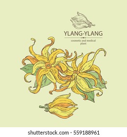 Background with ylang-ylang. Cosmetics and medical plant. hand drawn.