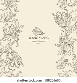 Background with ylang-ylang. Cosmetics and medical plant. hand drawn