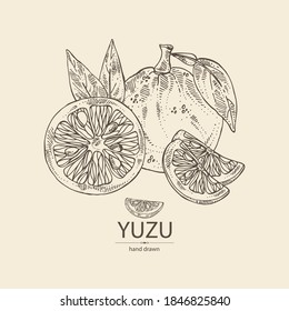 Background with yuzu: fruts, leaves and yuzu slice. Citrus junos. Vector hand drawn illustration