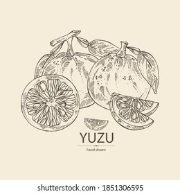 Background With Yuzu: Fruts, Leaves And Yuzu Slice. Citrus Junos. Vector Hand Drawn Illustration