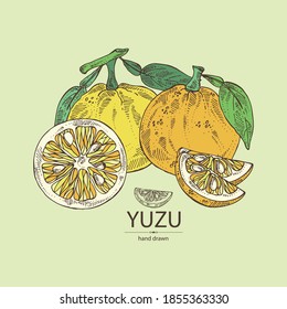 Background With Yuzu: Fruts, Leaves And Yuzu Slice. Citrus Junos. Vector Hand Drawn Illustration