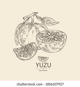 Background with yuzu: fruts, leaves and yuzu slice. Citrus junos. Vector hand drawn illustration