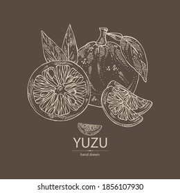 Background with yuzu: fruts, leaves and yuzu slice. Citrus junos. Vector hand drawn illustration