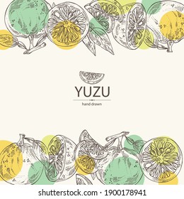 Background With Yuzu: Fruts, Leaves And Yuzu Slice. Citrus Junos. Vector Hand Drawn Illustration