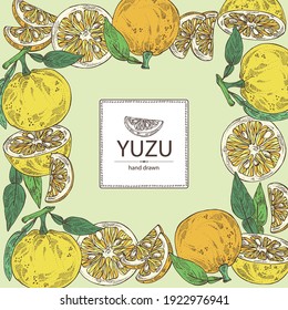 Background With Yuzu: Fruts, Leaves And Yuzu Slice. Citrus Junos. Vector Hand Drawn Illustration