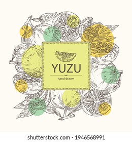 Background With Yuzu: Fruts, Leaves And Yuzu Slice. Citrus Junos. Vector Hand Drawn Illustration