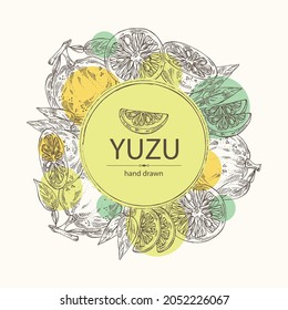 Background with yuzu: fruts, leaves and yuzu slice. Citrus junos. Vector hand drawn illustration