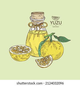 Background with yuzu: fruts, leaves, yuzu slice and bottle of yuzu essential oil. Citrus junos. Cosmetic, perfumery and medical plant. Vector hand drawn illustrati