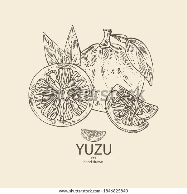 ゆずの背景 フルーツ 葉 ゆず かんきつ類ジュノス ベクター手描きのイラスト のベクター画像素材 ロイヤリティフリー