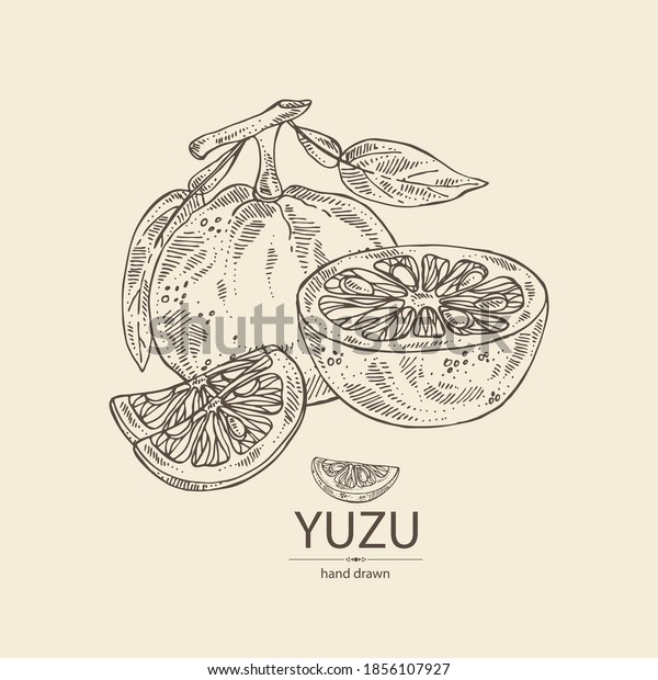 ゆずの背景 フルーツ 葉 ゆず かんきつ類ジュノス ベクター手描きのイラスト のベクター画像素材 ロイヤリティフリー