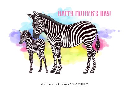 Background with zebra mother and her child on rainbow watercolor background.  Good for greeting card for happy mother's Day, for birthday,  banner for zoo or family party. Vector Illustration.