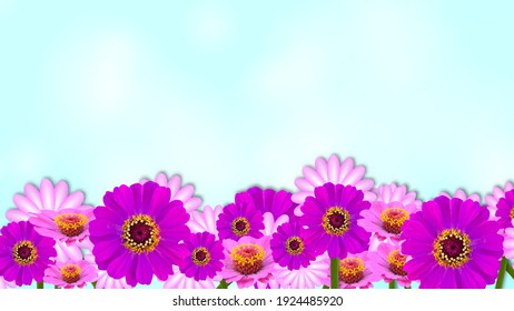 background Zinnia flowers Pink purple, blue gradient  Business Presentation Vector Template Used For Decoration, Advertising Design, Website Or Publication, Banner And Poster, Cover And Brochure