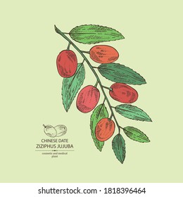 Background with ziziphus Juyuba: ziziphus Juyuba fruits and unabi leaves. Chinese date. Cosmetic and medical plant. Vector hand drawn illustration