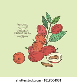 Background with ziziphus Juyuba: ziziphus Juyuba fruits and unabi leaves. Chinese date. Cosmetic and medical plant. Vector hand drawn illustration