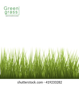 Backgrounds Of Green Grass. Green Grass Isolated On White Background, Green Grass  Vector Illustration