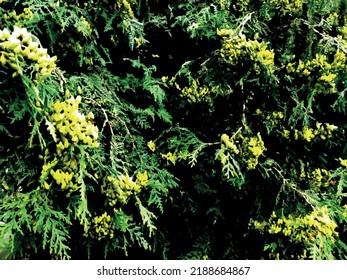 Backgrounds and textures. Nature and graphics
