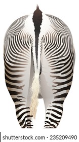 A backview of a zebra on a white background 