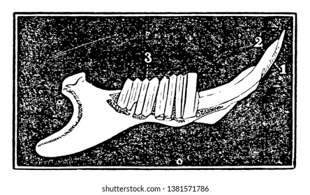 The backward and forward movement of the jaws and the great size and strength of the lower jaw adapt rodents, vintage line drawing or engraving illustration.