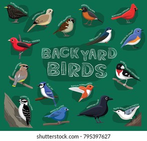 Backyard Birds Cartoon Vector Illustration