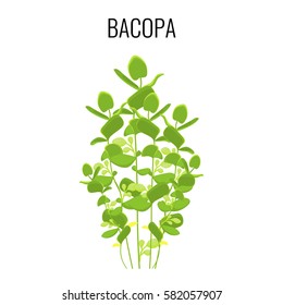 Bacopa ayurvedic aquatic plant isolated on white background. Commonly known as Waterhyssop or Water Hyssop. Realistic vector illustration of evergreen herb