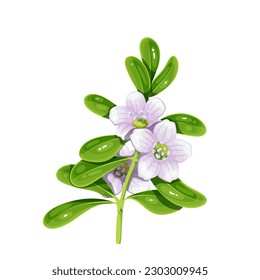 Rama de Bacopa con hojas verdes y flores ilustraciones vectoriales. Caricatura aislada Bacopa monnieri planta nootrópica, ingrediente herbario de la medicina tradicional ayurveda, hípica acuática, hidrasa o brahmi