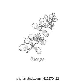 Bacopa flower. Vector plant isolated on white background. Can used for packaging of natural products health and beauty.