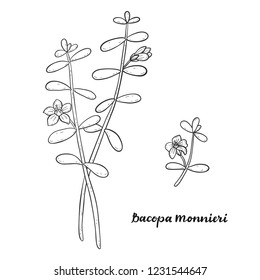 Bacopa monnieri isolated on white background vector illustration. Medicinal herb.