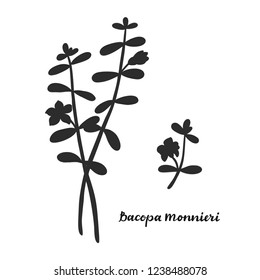 Bacopa monnieri isolated on white background vector illustration. Medicinal herb.