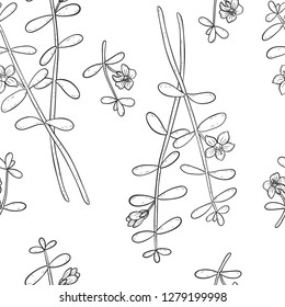 Bacopa monnieri seamless pattern. Vector illustration.