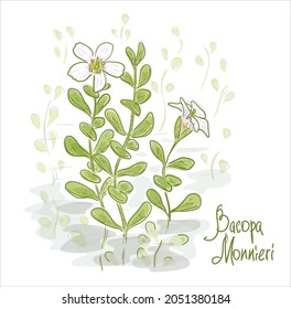Bacopa monnieri or water hyssop, waterhyssop, brahmi, thyme-leafed gratiola, herb of grace and Indian pennywort. Vector illustration.