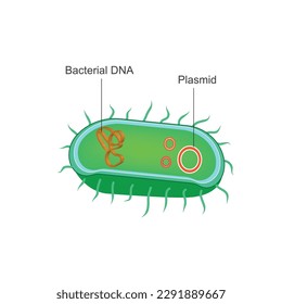 Bacteria anatomy, bacterial DNA and plasmids.Bacteria are prokaryotes and single cellular microscopic organism. vector diagram for scientific, biological and educational use.