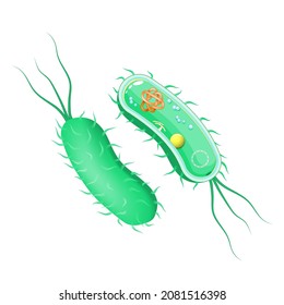 Bacteria anatomy. outside and inside view. Cross section of cell body with flagellum. Vector diagram for scientific, biological, medical, and educational use. poster for infographics