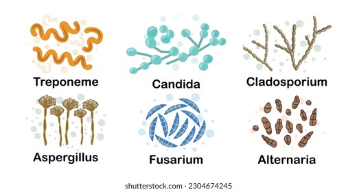 Bacteria in the body. Candida, treponema, fusarium, alternaria, aspergillus, cladosporium. Microorganisms. Microbiota. Microbiome