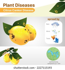 Una bacteria llamada canker daña los limones.
