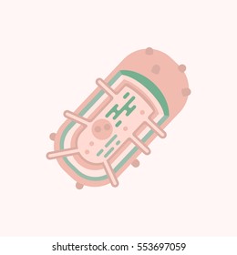 Bacteria cell anatomy with main structures. Stock vector illustration in flat style. Medical and biology collection