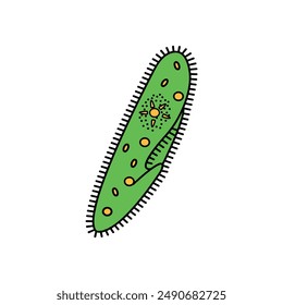 Bacteria cell anatomy. Vector diagram