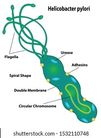 Bacteria Cell Of Helicobacter Pylori Labeling Cell Structures Of Flagella, Urease, Adhesins, Spiral Shape, Double Membrane, And Circular Chromosome.