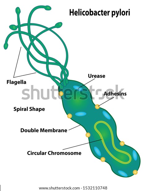 Bacteria cell of helicobacter pylori labeling\
cell structures of flagella, urease, adhesins, spiral shape, double\
membrane, and circular\
chromosome.