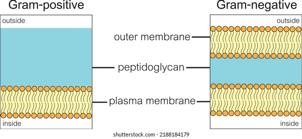 Bacteria Cell Membrane Gram stain Gram-positive and Gram-negative bacteria