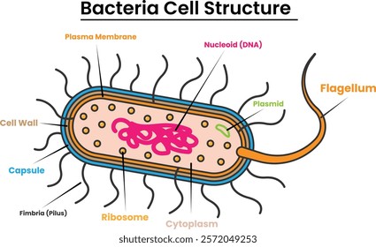 Bacteria Cell Structure Illustration with Outline for Design Element, Clip Art, Web, Landing page, Sticker, Banner. Flat Cartoon Style