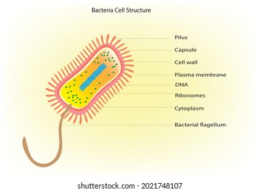 Bacteria Cell Structure, Prokaryotic Cell, Archaea