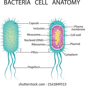 Bacteria Cell Structure Vector Illustration Isolated On White