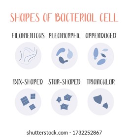 Bacteria classification. Irregular shapes of bacteria. Types and different forms of bacterial cells. Morphology. Microbiology. Vector flat illustration