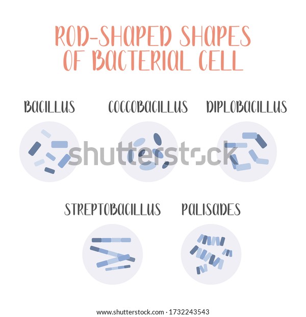Vektor Stok Bacteria Classification Rodshaped Shapes Bacteria Bacilli ...