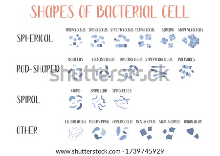 Bacteria classification. Shapes of bacteria. Types and different forms of bacterial cells: spherical (cocci), rod-shaped (bacilli), spiral and other. Morphology. Microbiology. Vector flat illustration Stock photo © 